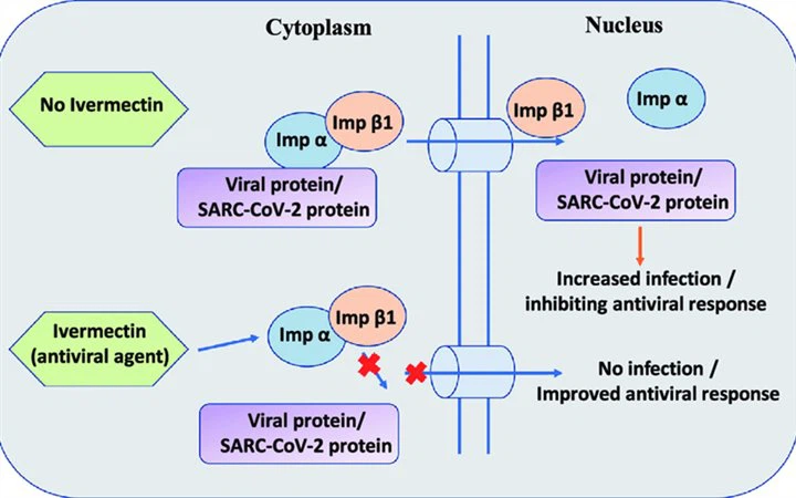 Mechanism Of Action Ivermectin powder