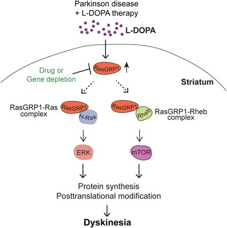 mechanism of the effect of L-DOPA mechanism of the effect of L-DOPA