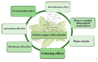 What Are The Effects Of Sodium Copper Chlorophyllin1 What Are The Effects Of Sodium Copper Chlorophyllin1