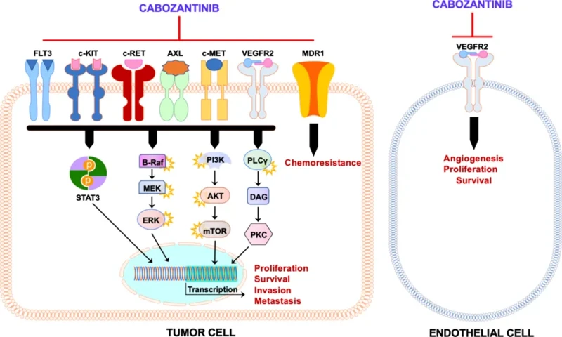 What is the mechanism of action of Cabozantinib-S-malate What is the mechanism of action of Cabozantinib-S-malate