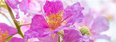 Naturalna insulina, kwas korozolowy i drzewo bananowe we współczesnym zdrowiu...