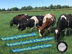 Pojawiające się postępy w zwalczaniu pasożytów: rewolucja w opiece nad zwierz...