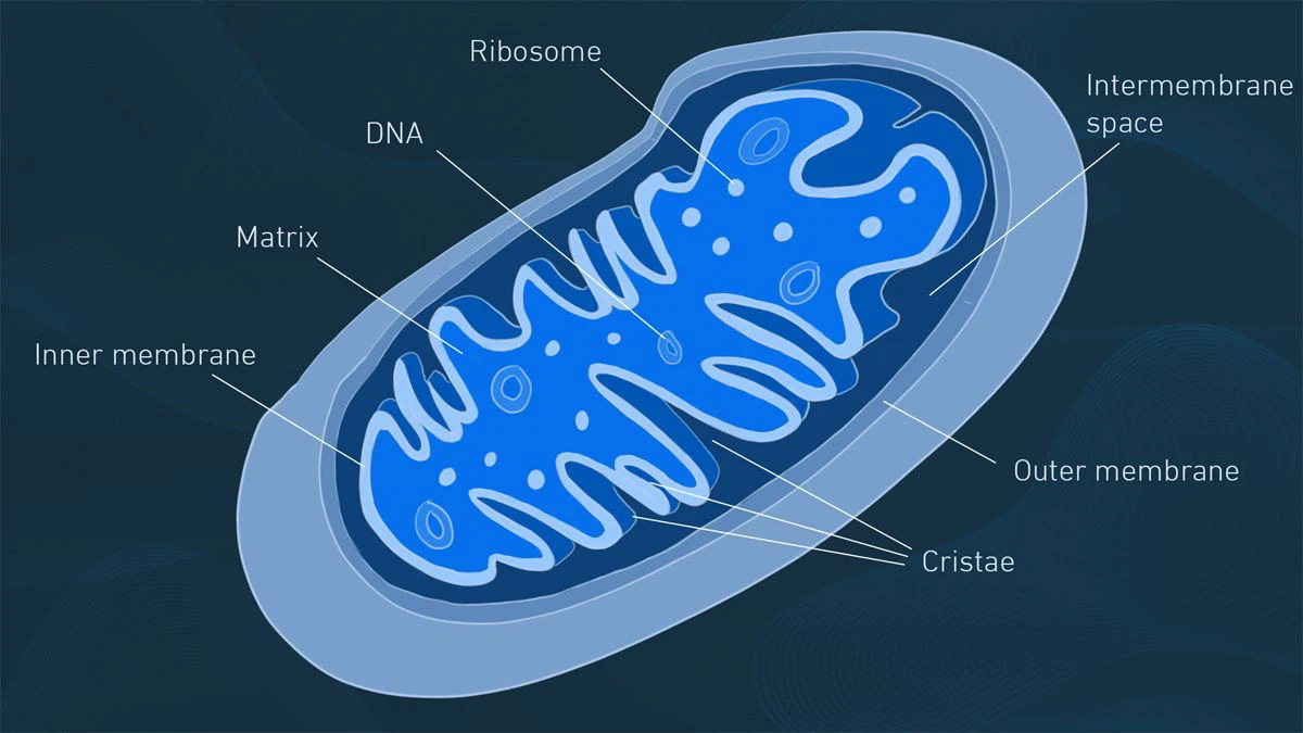 Mitochondria